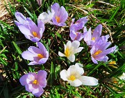 18 Crocus vernus, vediamoli da vicino!